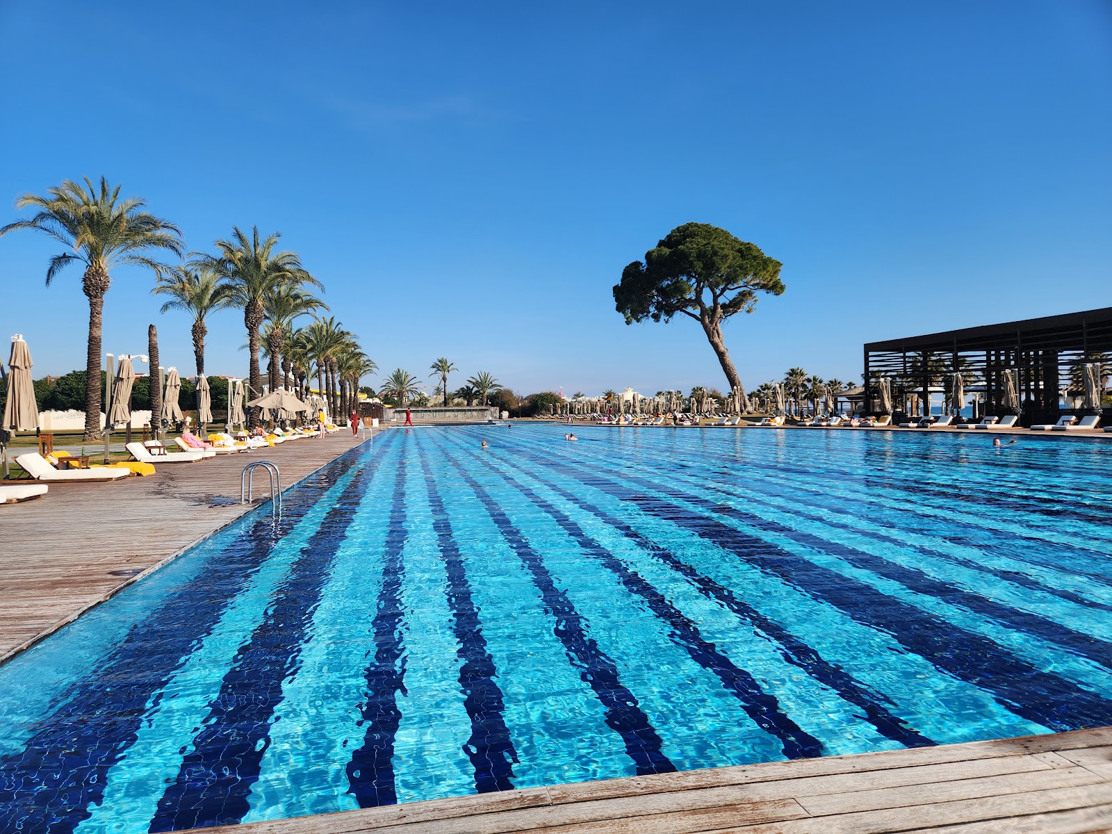 A long, large outdoor swimming pool with blue and white striped tiling, lined with palm trees, sun loungers, and umbrellas under a clear blue sky.